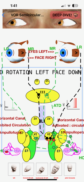 doctor portrait professional