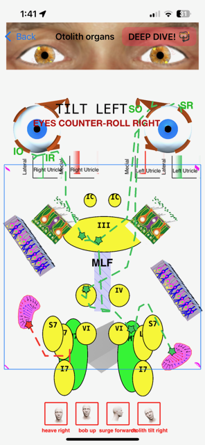 smartphone medical app mockup